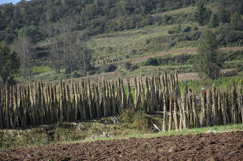 農(nóng)林廢棄物麻桿炭化后應(yīng)用廣泛經(jīng)濟價值高