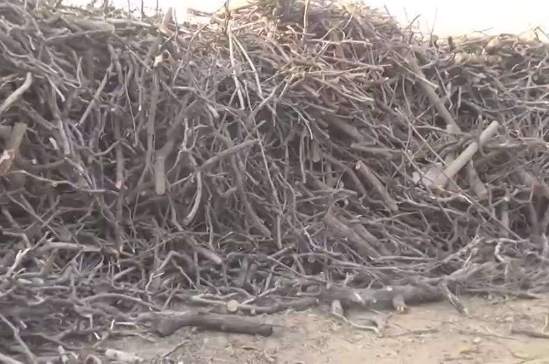 樹枝樹葉多了怎樣利用能賺錢？