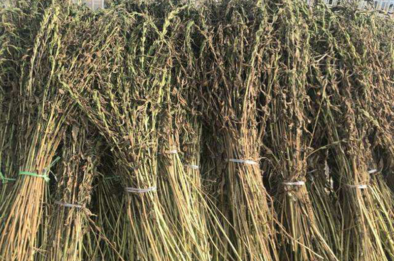 如何有效將麻桿進(jìn)行資源化利用提高其用途和價值