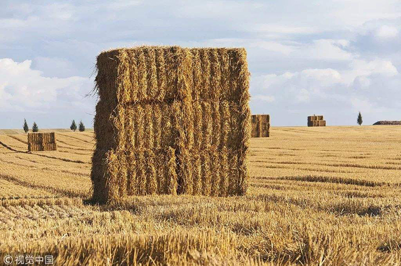 哪些原料可以進(jìn)行生物炭加工