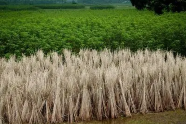 秸稈是農(nóng)業(yè)生產(chǎn)中產(chǎn)生的大量副產(chǎn)品，在傳統(tǒng)意義下往往被視為廢棄物，隨意處理。