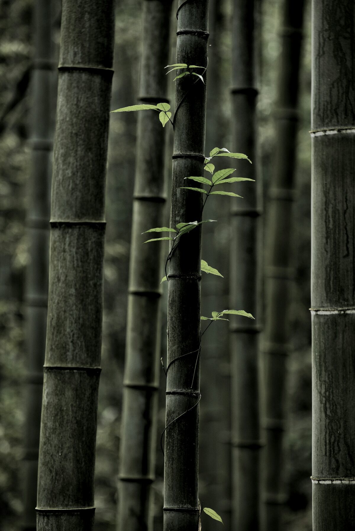 <strong>碳化竹子：從廢棄物到肥沃之源，滋養(yǎng)糯米茁壯成長</strong>