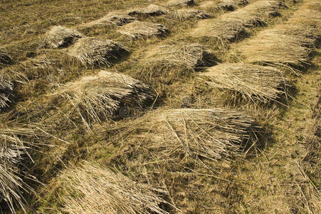 <strong>稻草碳化：開啟資源高效利用新路徑</strong>